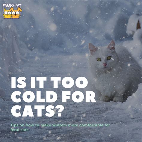 What temperature is too cold for cats. Things To Know About What temperature is too cold for cats. 